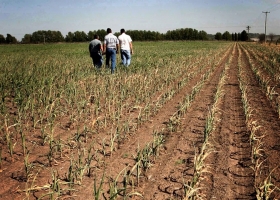 Prevén más bajas en las cosechas y se perderían casi US$5000 millones.