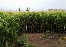 Evalúan desde el INTA la incorporación de agrominerales en cultivos de grano