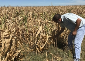 Lanzan un proyecto de ley para crear un Sistema Integrado de Seguros Agropecuarios