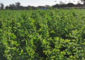 Alfalfa: la forrajera capaz de enfrentar el déficit hídrico