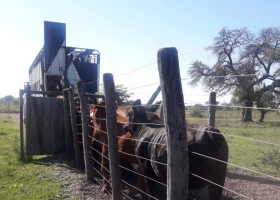 El próximo paso para facilitarle la vida a los productores: una “guía única” de tránsito de hacienda que podrá gestionarse por internet