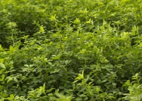 El Senasa constató la destrucción de 147 hectáreas de alfalfa transgénica ilegal