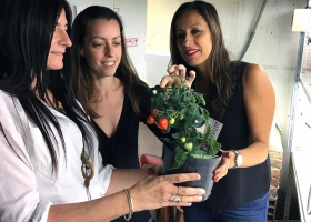Mayor biomasa, mejor uso del agua y floración más rápida: la nueva tecnología del CONICET