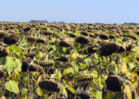 Entre Ríos: cayó un 60% la producción de girasol