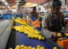 Limones: por una menor producción en España, esperan exportar más a Europa.