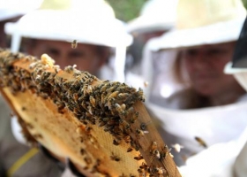 Argentina logró la apertura de los mercados de gelatina bovina, abejas y cueros a Túnez