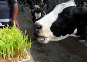 Forraje verde hidropónico: la solución para seguir produciendo alimento en tiempos de sequía