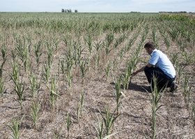 En lo que va del año llovió, en general, 150 milímetros menos de lo normal en la pampa húmeda.