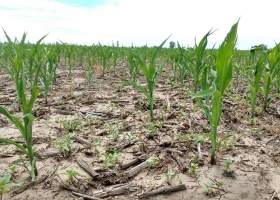 En la pampa húmeda no mejoran las lluvias y podría haber más pérdidas.