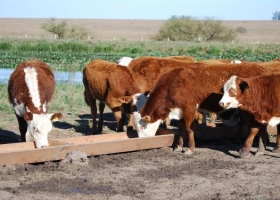 Caracterizan el 75 % de las bacterias que habitan en el rumen del ganado