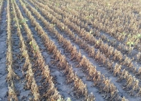 Santa Fe declaró la emergencia agropecuaria en más de 5,8 millones de hectáreas