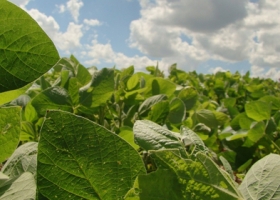 Expectativas frente al informe del USDA de abril