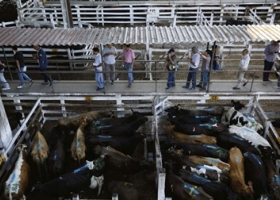 Mercado de Liniers: Ezeiza o Cañuelas, la grieta por la mudanza de un lugar histórico.