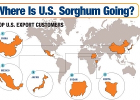 Se intensifica la guerra comercial: China bloqueó el ingreso de sorgo estadounidense con un derecho antidumping del 178%