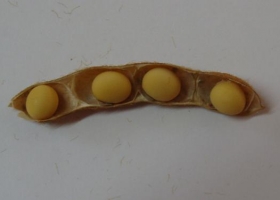 Inédito: científicos rosarinos crearon una variedad de soja con vainas de 4 semillas
