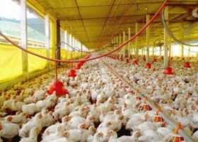 Fuerte recomposición de precios para la avicultura argentina: "Hoy estamos bien"