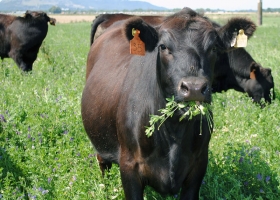 Beneficios y criterios para la formulación de mezclas forrajeras