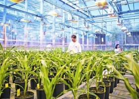 BASF le comprará a Bayer nuevos negocios de semillas y protección de cultivos