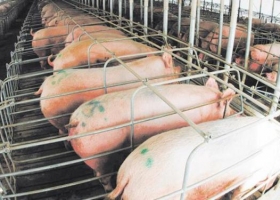 Piden que se prohiba la importación de carne de cerdo de países con enfermedades