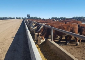 Récord de nivel de encierres de hacienda en feedlots