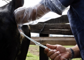 Inseminación Artificial a Tiempo Fijo: la tecnología de la que se habla mucho y se usa poco
