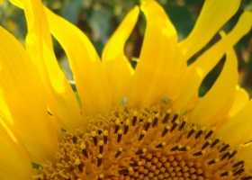 Argentina prohíbe el uso del insecticida diclorvós para intentar recuperar el mercado europeo de aceite de girasol