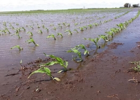 Seguros índices: otro camino para enfrentar los riesgos del clima.