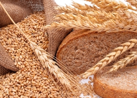Trigo pan: identificaron cultivares que baten el récord de 110 quintales por hectárea