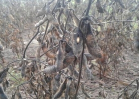 Las lluvias ocasionarían pérdidas de 500 mil toneladas de soja