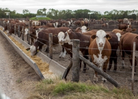 Consignatarios y feedlots sólo podrán gestionar DT-e por medio de plataformas digitales
