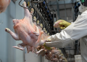 Uruguay abrió su mercado para el ingreso de carne aviar argentina