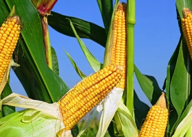 Más y mejores nutrientes en maíz mejoran los rendimientos.