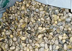 Soja: productores advierten por la baja calidad del grano