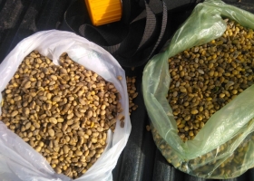 El costo completo del análisis de calidad de soja es de 420 pesos: no todo lo que parece en mal estado entra en la categoría de “grano dañado”