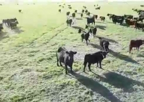 Insólito: lograron arrear las vacas con un dron.