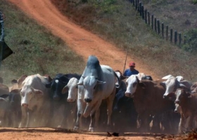Brasil ratificó su meta de transformarse en un país libre de aftosa sin vacunación