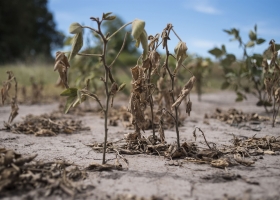 Por la sequía, el campo perdió ingresos por US$7500 millones.
