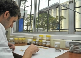 Se derrumbó el nivel proteico de la soja argentina junto con la hipótesis de que ese factor es inversamente proporcional al rinde