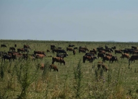 Córdoba: una fundación de ingleses y argentinos hace 100% de producción orgánica.