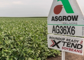 Aprobaron la comercialización de soja tolerante a dicamba para facilitar la importación de poroto proveniente de EE.UU.