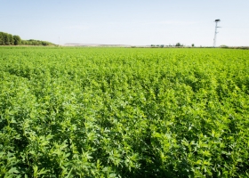 Argentina autorizó la siembra de alfalfa tolerante a glifosato con contenido reducido de lignina