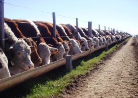 Nuevo récord de encierres de hacienda en feedlots: ojo con confundir ajuste por inflación con suba de precios