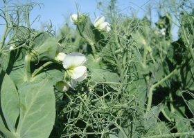 En el “Año del Trigo”, las legumbres compiten por los márgenes de todo el ciclo