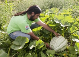 En siembra directa, el zapallo duplica los rindes