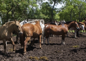 Confirman un caso de un equino enfermo con virus del Oeste del Nilo en Brasil