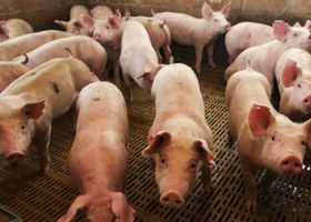 Quebranto: productores de cerdos advierten que pierden más de $4 por kilo.