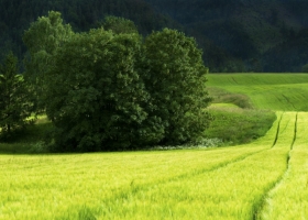 Buscan que sea obligatorio conservar el 2,5% del hábitat natural en producciones agrícolas de más de 200 Ha