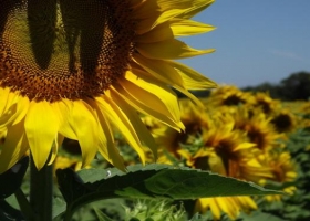Cae la expectativa de producción mundial de girasol