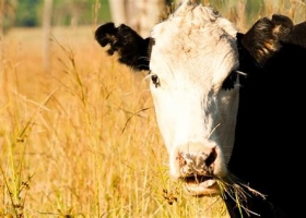 Impacto del precio de la exportación de vacas (manufactura y gorda) sobre el margen bruto de la cría vacuna.