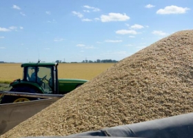 El arroz se suma a la plataforma SIO Granos